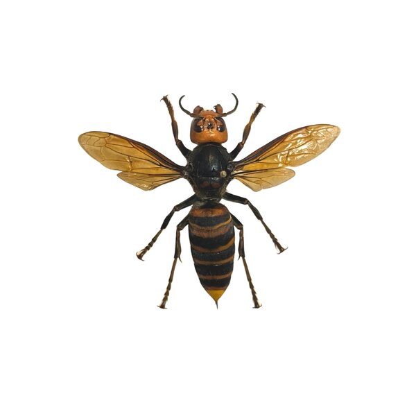 Asian giant hornet Queen