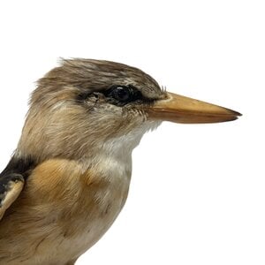 Opgezette Bruinkap Ijsvogel