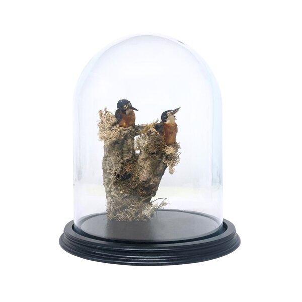 Two mounted Blue-eared kingifishers in glass dome