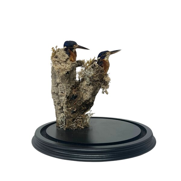 Twee opgezette Meninting ijsvogels in stolp