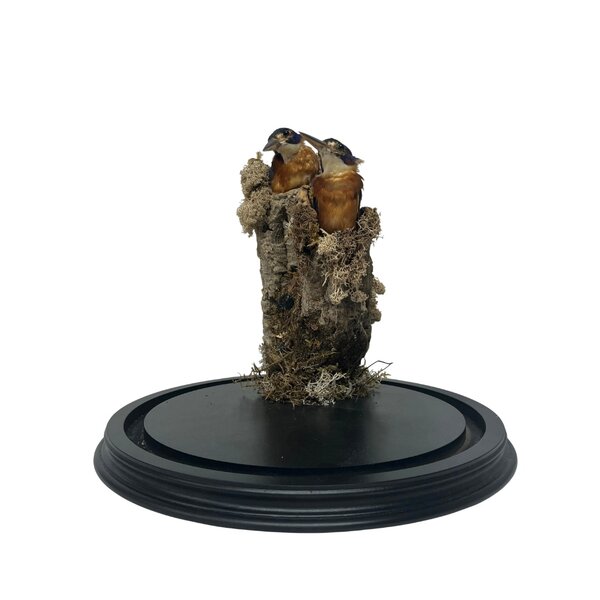 Zwei Meningting eisvogels im Glöcke