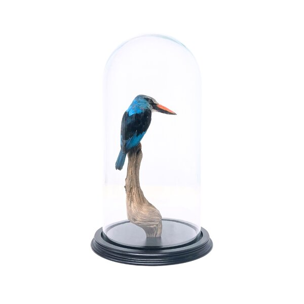 Mounted Blue breasted kingisher in glass dome