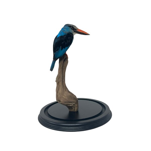 Opgezette Teugel ijsvogel in stolp