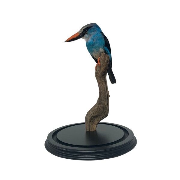 Opgezette Teugel ijsvogel in stolp