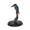 Mounted Blue breasted kingisher in glass dome