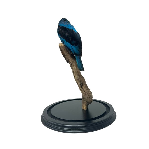 Mounted Blue breasted kingisher in glass dome