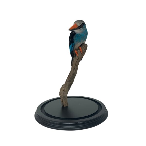 Mounted Blue breasted kingisher in glass dome