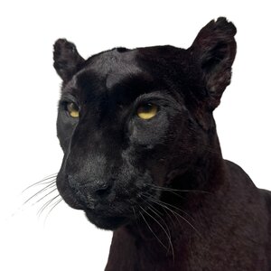 Mounted Black Puma