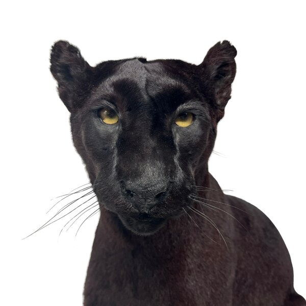 Mounted Black Puma
