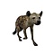 Mounted Hyena