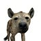 Opgezette Hyena