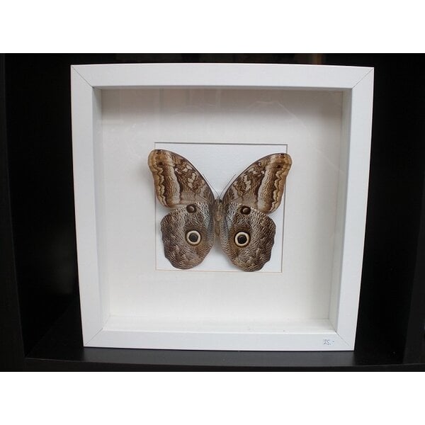 standard frame white 25 x 25 x 4 cm