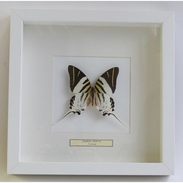 standard frame white 25 x 25 x 4 cm