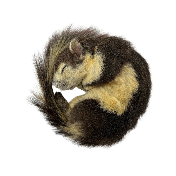 Mounted Finlayson's squirrel