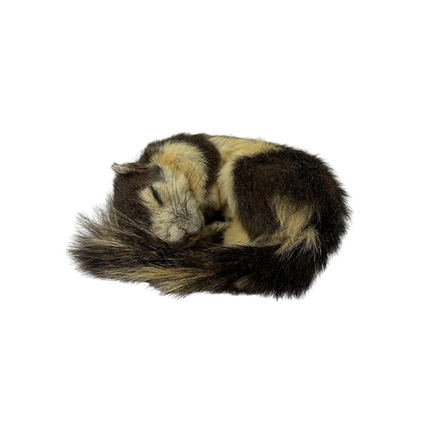 Mounted Finlayson's squirrel