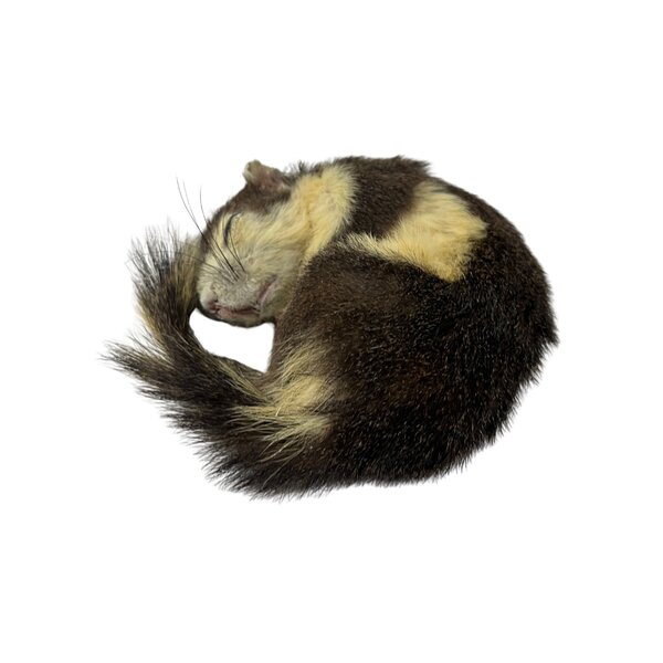 Finlayson-Hörnchen Präparat