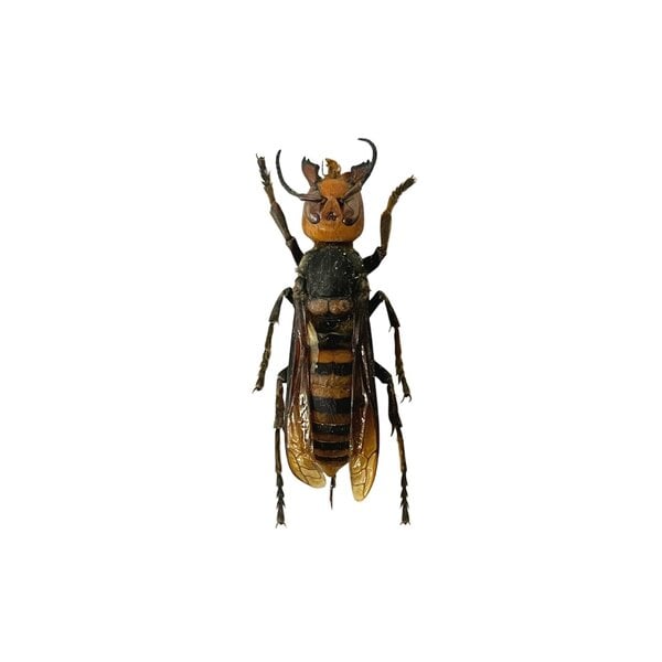 Asian Giant Hornet Worker