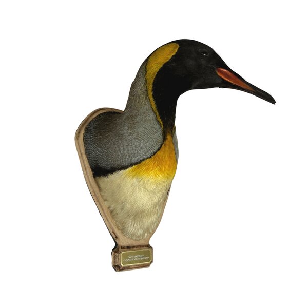 Opgezette Koningspinguïn Troffee