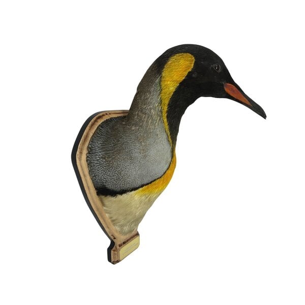 Köningspinguin präparat Trophäe