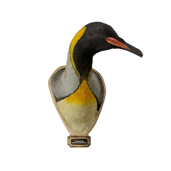 Opgezette Koningspinguïn Trofee