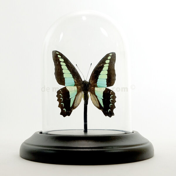 Opgezette vlinder in glazen stolp - Graphium sarpedon