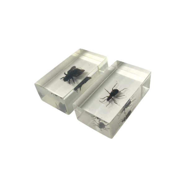 Insects in resin (2 pieces)