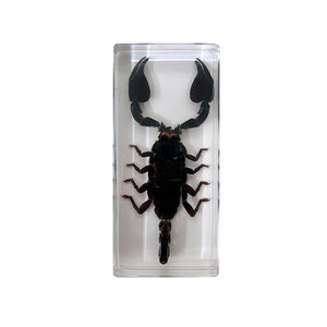 Scorpion in resin