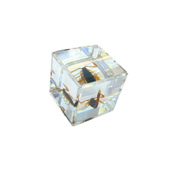 Scorpion in resin cube