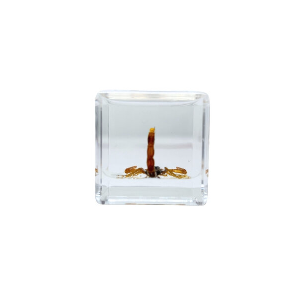 Scorpion in resin cube