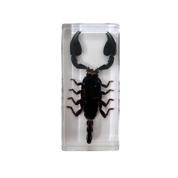 Scorpion in resin