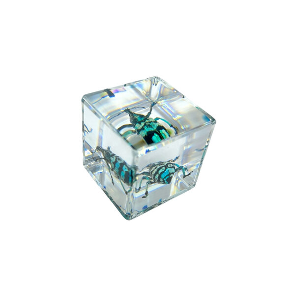 Blue beetle in resin cube