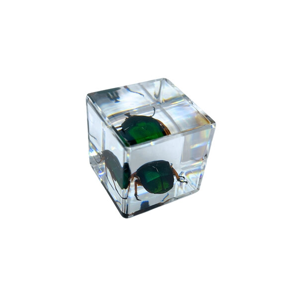 Green beetle in resin cube