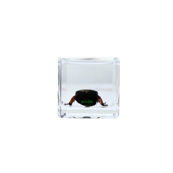 Green beetle in resin cube