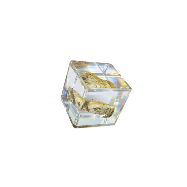 Crab in resin cube