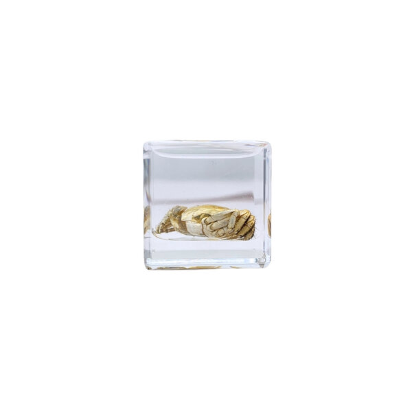 Crab in resin cube