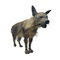 Mounted Brown Hyena