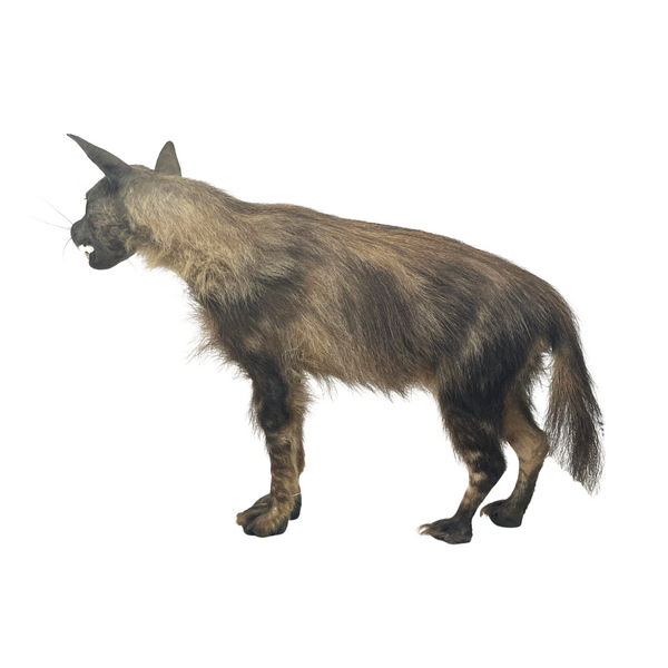 Mounted Brown Hyena