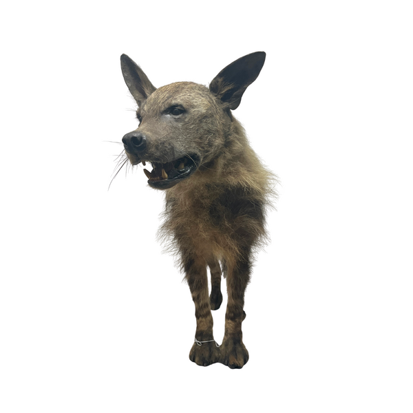 Mounted Brown Hyena