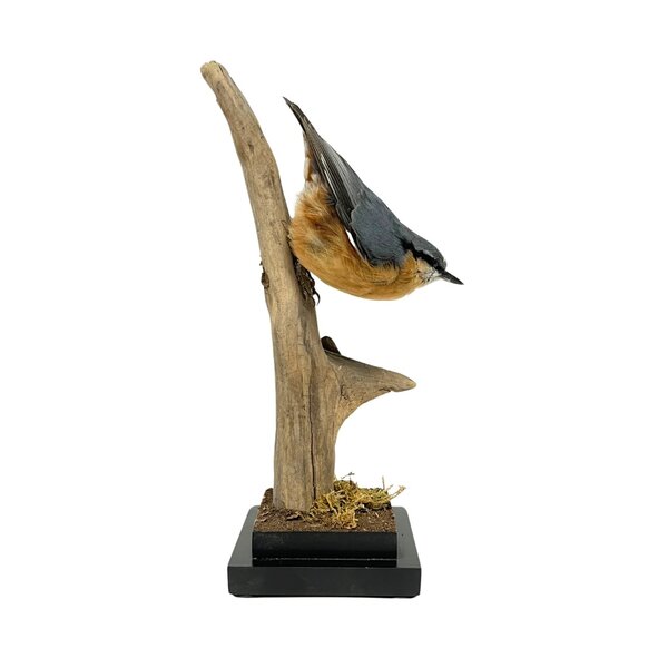 Mounted Eurasian nuthatch