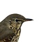 Mounted song thrush (A)