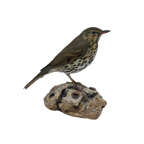 Mounted song thrush (A)