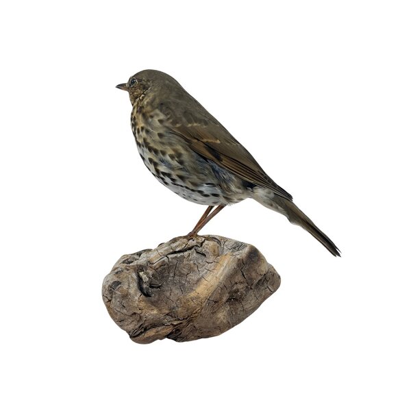 Mounted song thrush (A)