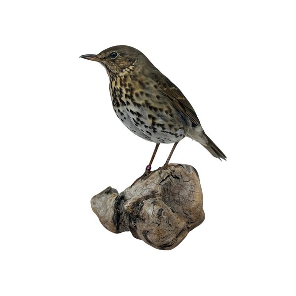 Mounted song thrush (A)