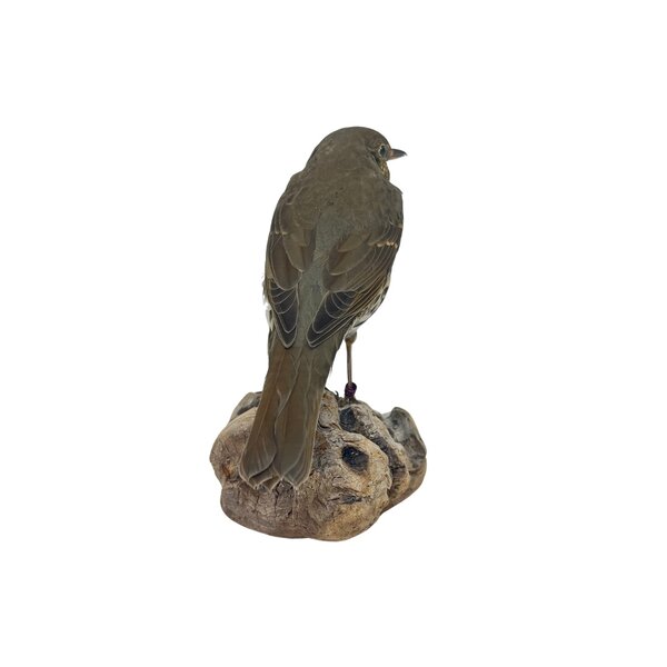 Mounted song thrush (A)