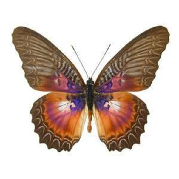 Cethosia myrina - upperside