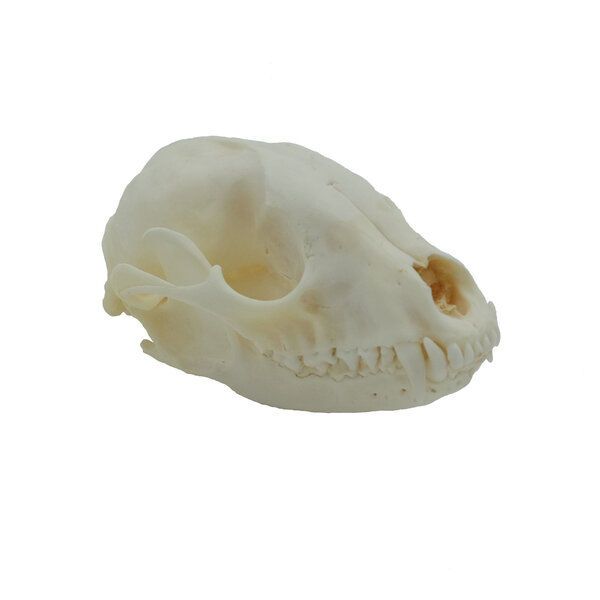 Schädel Waschbär