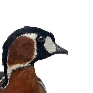 Ausgestopfte Rothalsgans