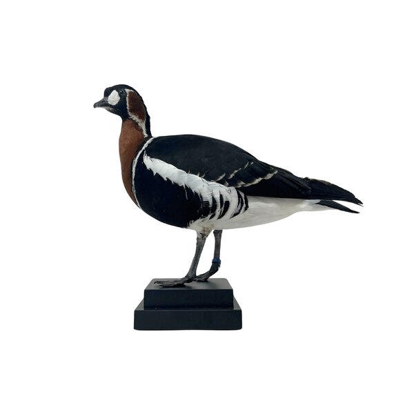 Mounted red-breasted goose