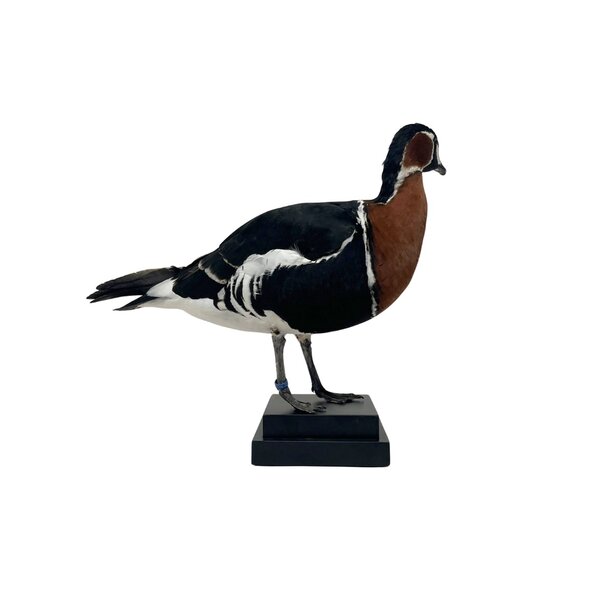 Opgezette Roodhalsgans