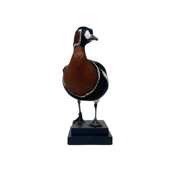 Mounted red-breasted goose